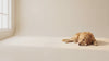 Kanino Club hero video - golden retriever on cream backdrop